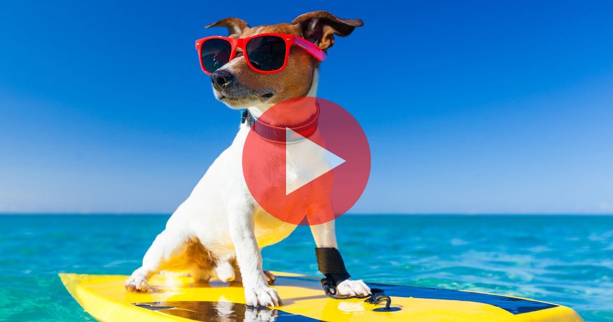 Dogs competing in the 2026 World Dog Surfing Championships